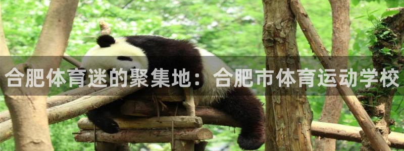 MK体育官网下载娱乐：合肥体育迷的聚集地：合肥市体育运动学校